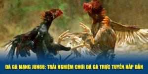 Đá Gà Mạng Jun88: Trải Nghiệm Chơi Đá Gà Trực Tuyến Hấp Dẫn 1 Trải nghiệm đá gà mạng mới mẻ tại Jun88