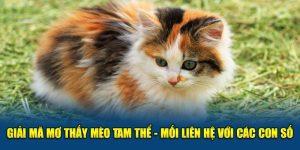 Giải Mã Mơ Thấy Mèo Tam Thể - Mối Liên Hệ Với Các Con Số 6 Giải mã giấc mơ thấy mèo tam thể cùng thương hiệu Jun88